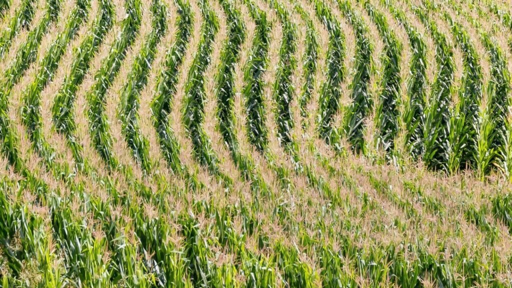 Antrag Stromsteuerentlastung Landwirtschaft gratis als PDF herunterladen